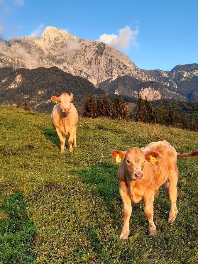 Tourist Farm Zvanc كوباريد المظهر الخارجي الصورة