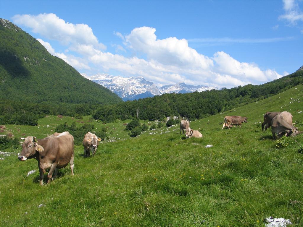 Tourist Farm Zvanc كوباريد المظهر الخارجي الصورة